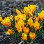 Krokus (Crocus vernus) ´GOLDEN YELLOW´ - 2-3 cibuľky v kvetináči, kont. P11